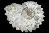 Bumpy Ammonite (Douvilleiceras) Fossil - Madagascar #103054-1